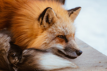 Close-up of head of a red fox, vulpes vulpes in the Zao Mountain, Miyagi, Sendai, Japan. Detail of predator staring forward looking for a prey. Wildlife scenery in winter and snow