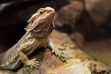 Close up of a bearded dragon lizard.