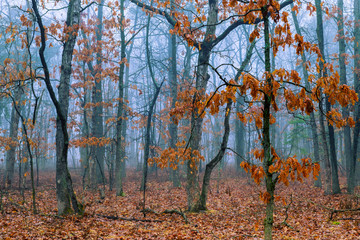 Morning in autumn forest trees and leaves of fantasy landscape