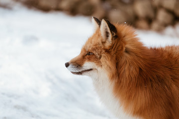 Close-up of head of a red fox, vulpes vulpes in the Zao Mountain, Miyagi, Sendai, Japan. Detail of predator staring forward looking for a prey. Wildlife scenery in winter and snow