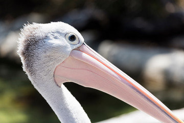 Close up of a pelican.