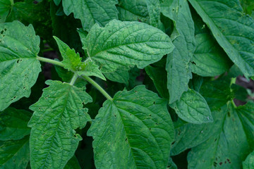 close up green sesame leaf growing in the tree white sesame tree agriculture plant,perilla leaves.