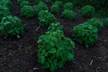 close up leaves sesame tree,Green sesame leaf growing in the tree white sesame tree agriculture plant.