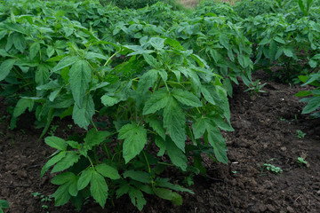 close up leaves sesame tree,Green sesame leaf growing in the tree white sesame tree agriculture plant.