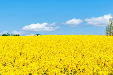 【青森県横浜町】北国の春、菜の花の絨毯