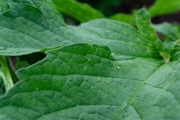 close up green sesame leaf growing in the tree white sesame tree agriculture plant,perilla leaves.