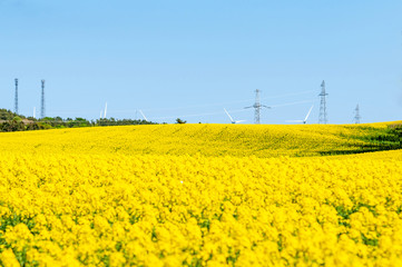 【青森県横浜町】北国の春、菜の花の絨毯