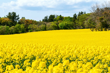 Obraz premium 【青森県横浜町】北国の春、菜の花の絨毯