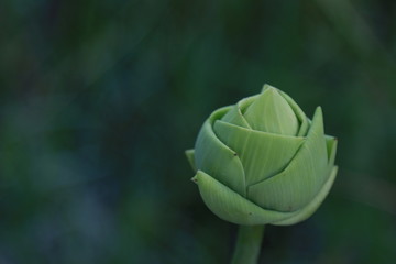 lotus bud