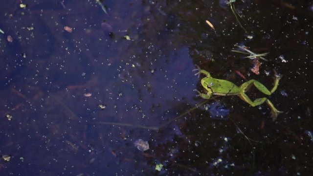 Green tree frog swimming in pond in nature in slow motion