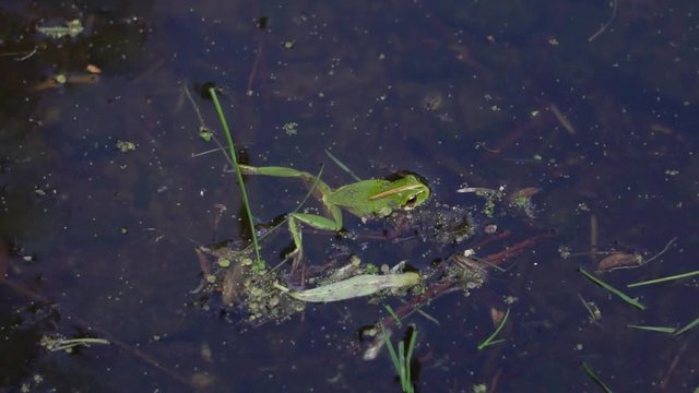 Green tree frog in pond in nature in slow motion
