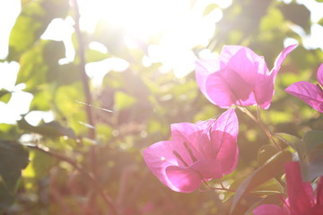 Obraz na płótnie Canvas pink flowers in spring