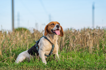 Portrait of Estonian hound close-up fresh air.