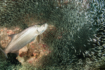 A huge school of silverrsides which are small fish have inhabited a cavern in the Cayman Islands. Their abundance of life attracts bigger fish like tarpon who spend the day feeding on the small fish