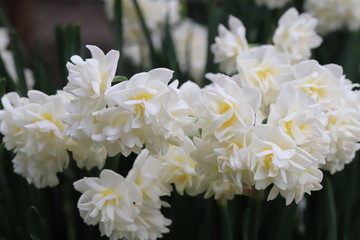 八重咲き水仙