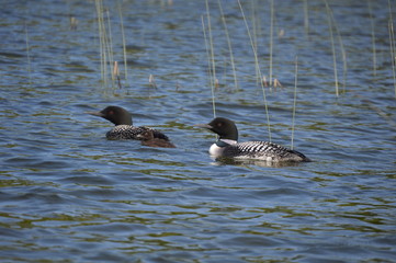 Loons in Water