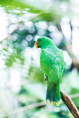 Female Solomon Island Eclectus green Parrot - Eclectus roratus solomonensis, cose up