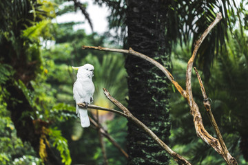 White yellow-crested cockatoo Cacatua sulphurea sitting on a branch. Parrot also known as the lesser sulphur-crested cockatoo