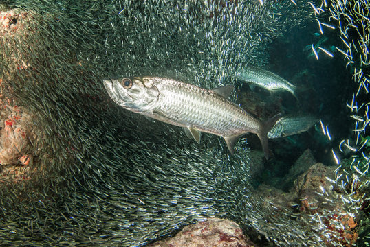 A huge school of silverrsides which are small fish have inhabited a cavern in the Cayman Islands. Their abundance of life attracts bigger fish like tarpon who spend the day feeding on the small fish