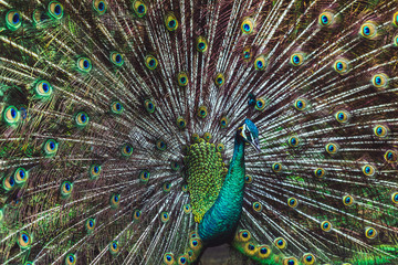 Obraz premium Colorful dancing indian male peacock and its wonderful colorful tail. Portrait close up. Multicolor feather pattern as background or texture
