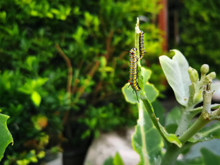 Close-up Caterpillars on Tip of Plant with Selective Focus