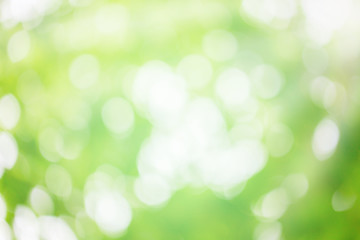 Obraz premium Abstract nature background. Green bokeh nature. Green bokeh out of focus background from nature forest.