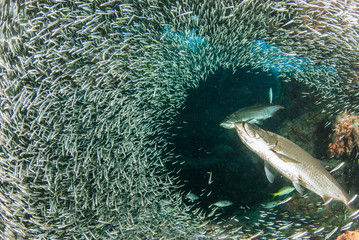 A huge school of silverrsides which are small fish have inhabited a cavern in the Cayman Islands. Their abundance of life attracts bigger fish like tarpon who spend the day feeding on the small fish