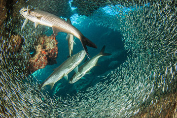 A huge school of silverrsides which are small fish have inhabited a cavern in the Cayman Islands. Their abundance of life attracts bigger fish like tarpon who spend the day feeding on the small fish