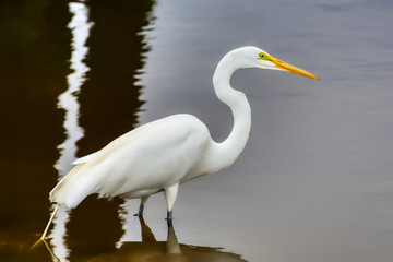 A closeup of a great white egret wading in a salt-marsh.