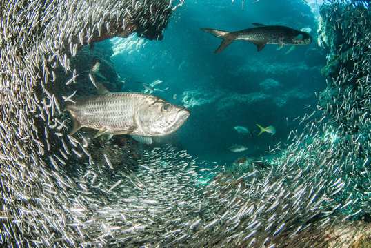 A huge school of silverrsides which are small fish have inhabited a cavern in the Cayman Islands. Their abundance of life attracts bigger fish like tarpon who spend the day feeding on the small fish