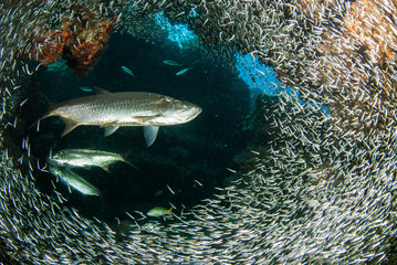 A huge school of silverrsides which are small fish have inhabited a cavern in the Cayman Islands. Their abundance of life attracts bigger fish like tarpon who spend the day feeding on the small fish