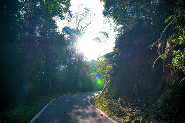 empty narrow road in the middle of tropical forest at Fraser Hill, Malaysia