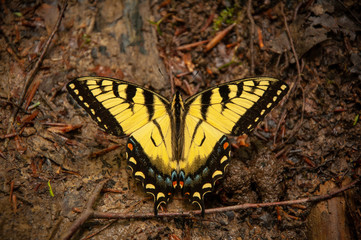 Eastern Tiger Swallowtail Butterfly in Red River Gorge
