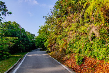 empty narrow road in the middle of tropical forest at Fraser Hill, Malaysia