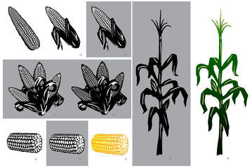 Various Illustrative Depictions of Corn as Field Stalk, Bushel, and Prepared for Restaurant Menus and Markets