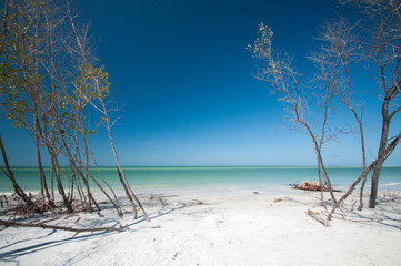 Fototapeta na wymiar trees on the beach - Fort Desoto State Park - Florida