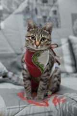 Postoperative bandage on a cat. Care of a pet after a cavitary operation. Sad cat after sterilization.