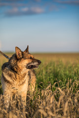Portrait of a German shepherd in profile close-up.