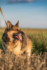 Portrait of a German Shepherd Dog on a leash close-up.