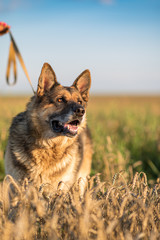 Portrait of a German Shepherd Dog on a leash close-up.