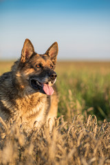 Closeup portrait of a German shepherd in the summer field.