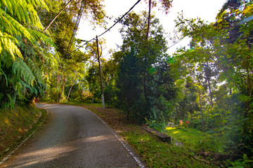 Fototapeta premium empty narrow road in the middle of tropical forest at Fraser Hill, Malaysia