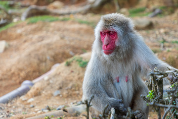 Meditating Monkey