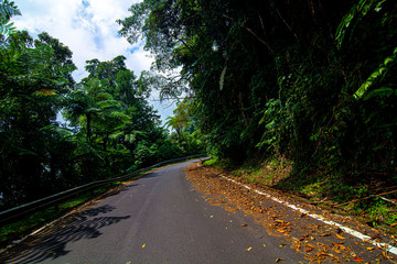 empty narrow road in the middle of tropical forest at Fraser Hill, Malaysia