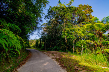 empty narrow road in the middle of tropical forest at Fraser Hill, Malaysia