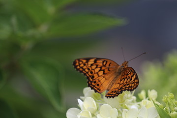 Fototapeta premium Orange