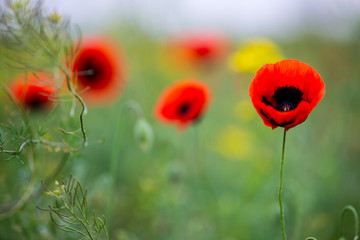 Wild poppy Papaver arenarium in spring steppes