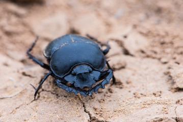 The Scarab Beetle Scarabaeus typhon