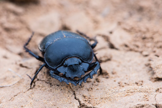 The Scarab Beetle Scarabaeus Typhon