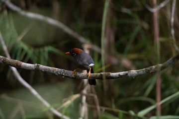 Garrulax mitratus or Chestnut-Capped Laughing Thrush, among the most common birds found in the Fraser Hill area. Pahang, Malaysia